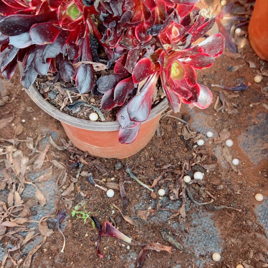 我1279 号多肉法师新年特价