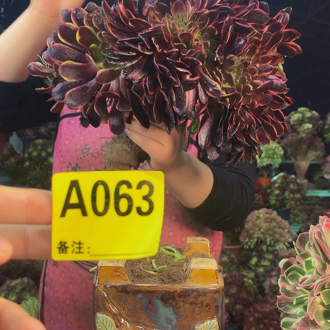 柒哥多肉法师不包侧断枝欧嘉莉30冠服