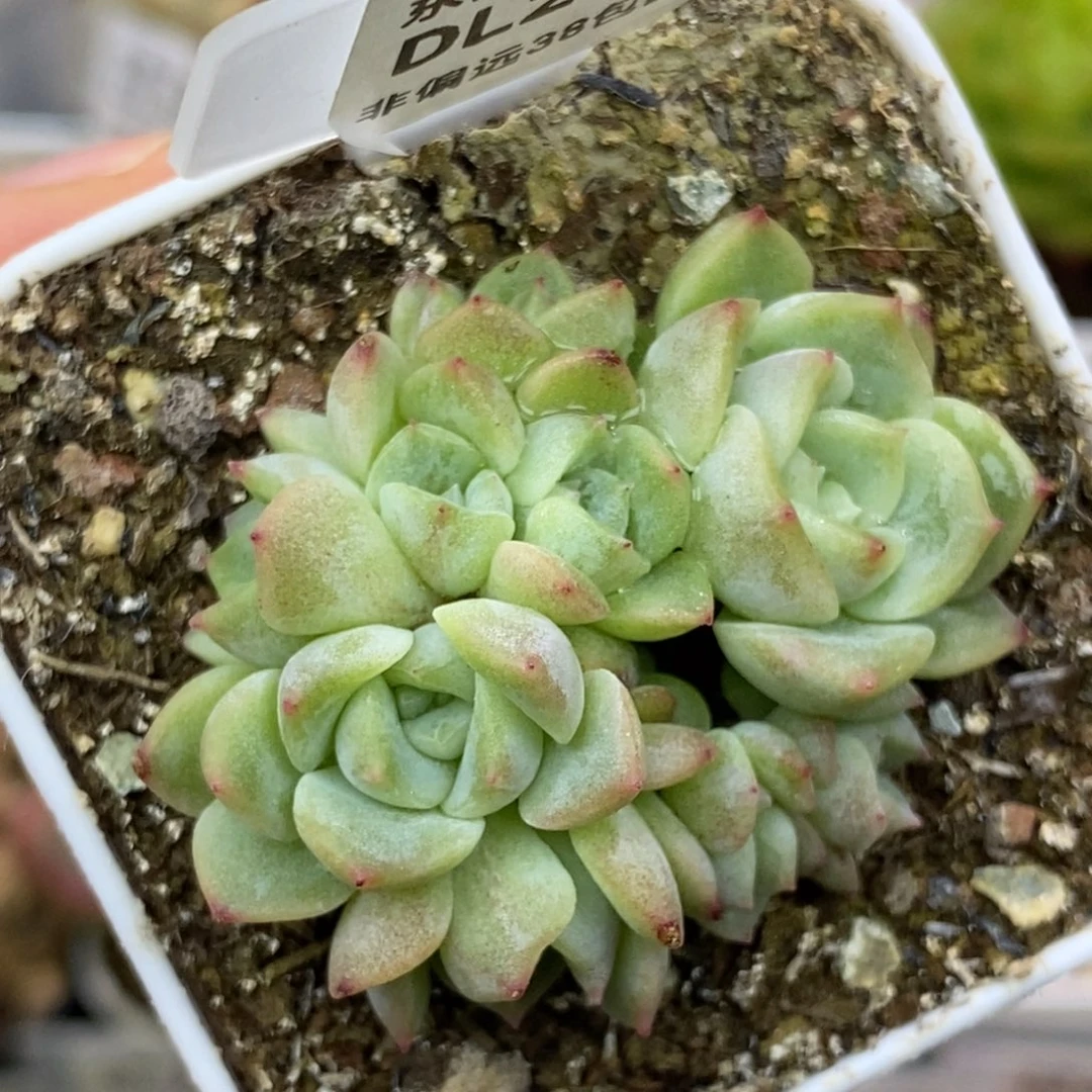 ?****?242东篱下多肉植物盆栽