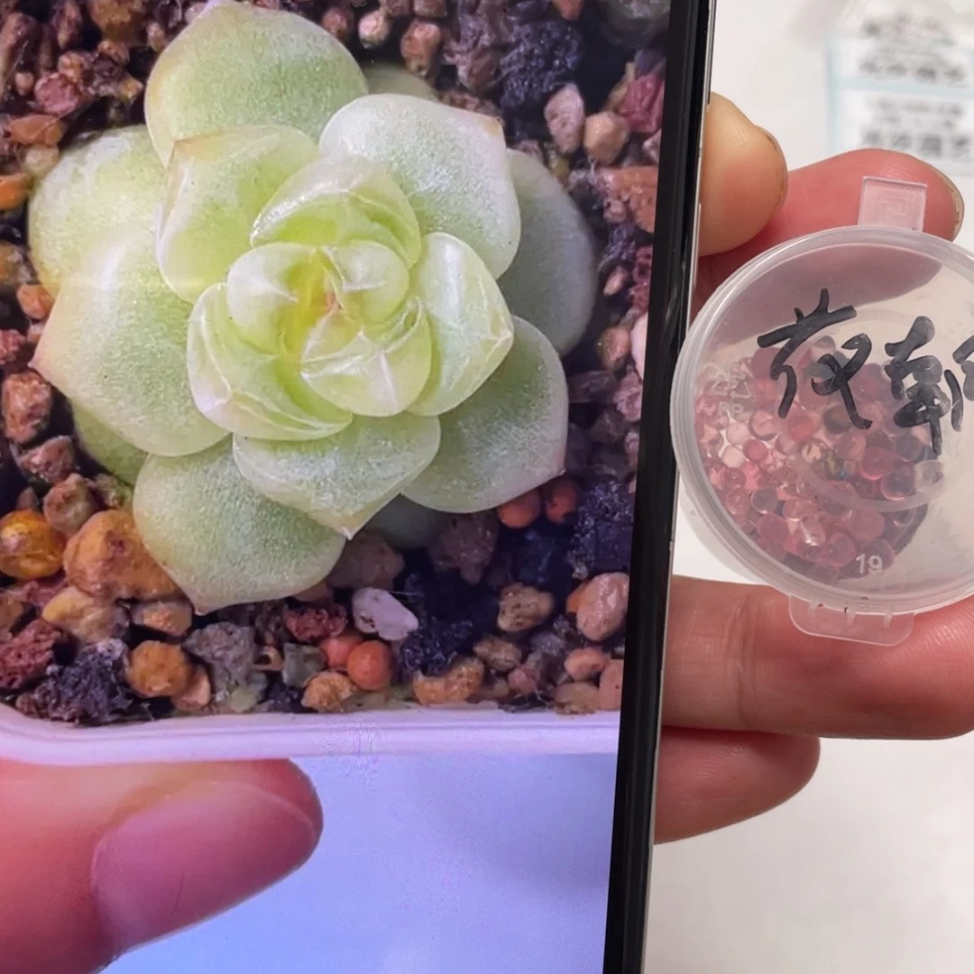 花朝种子20粒，很透