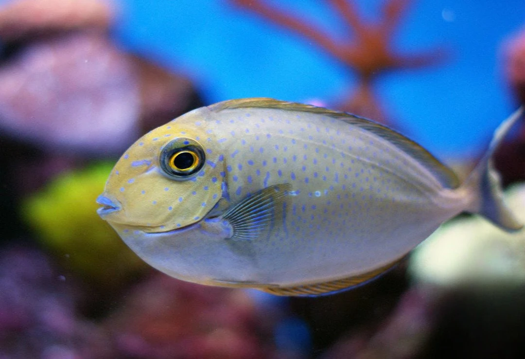 蓝点吊海水观赏鱼已检疫健康活泼默认顺丰
