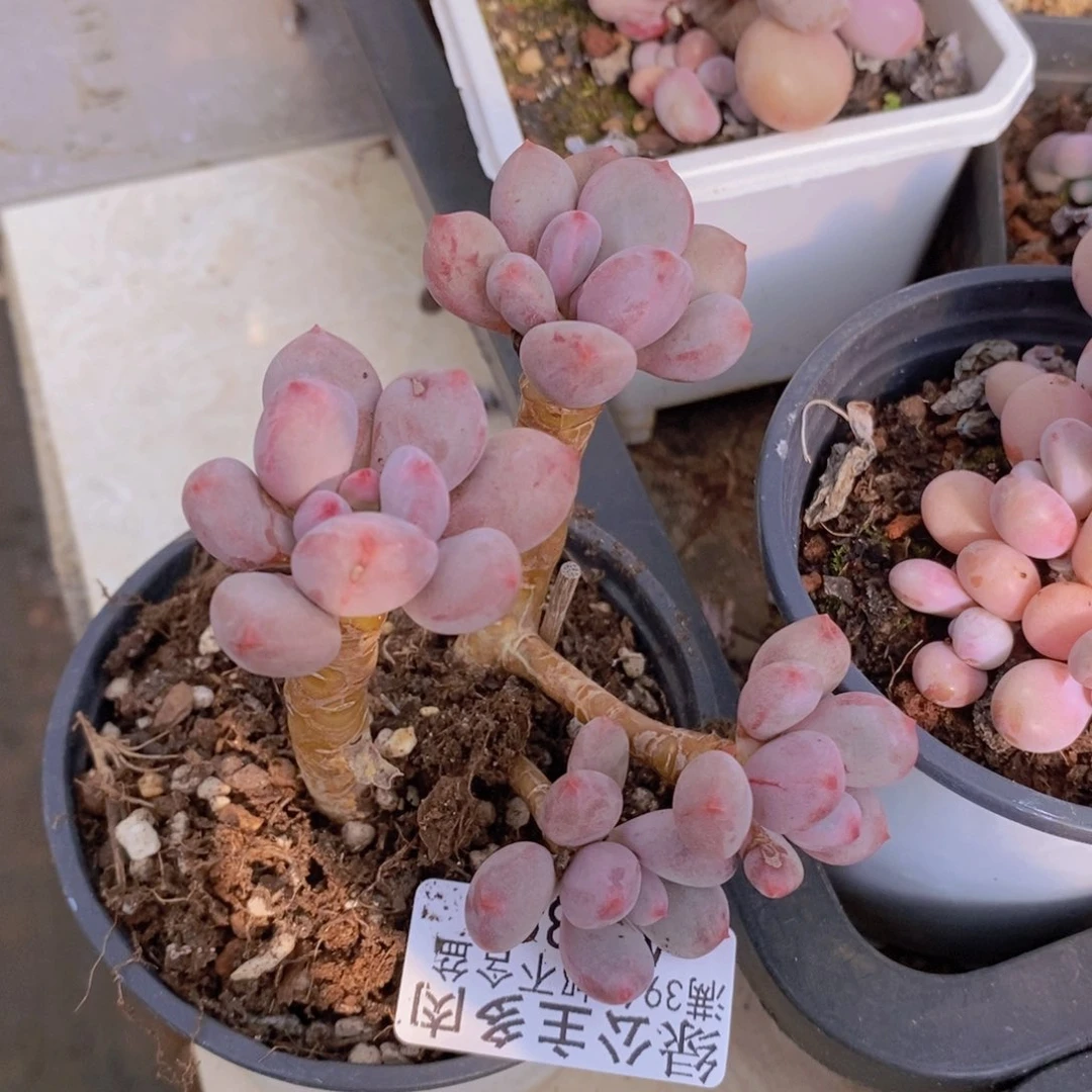桃花仙子奶6cm1394多肉植物