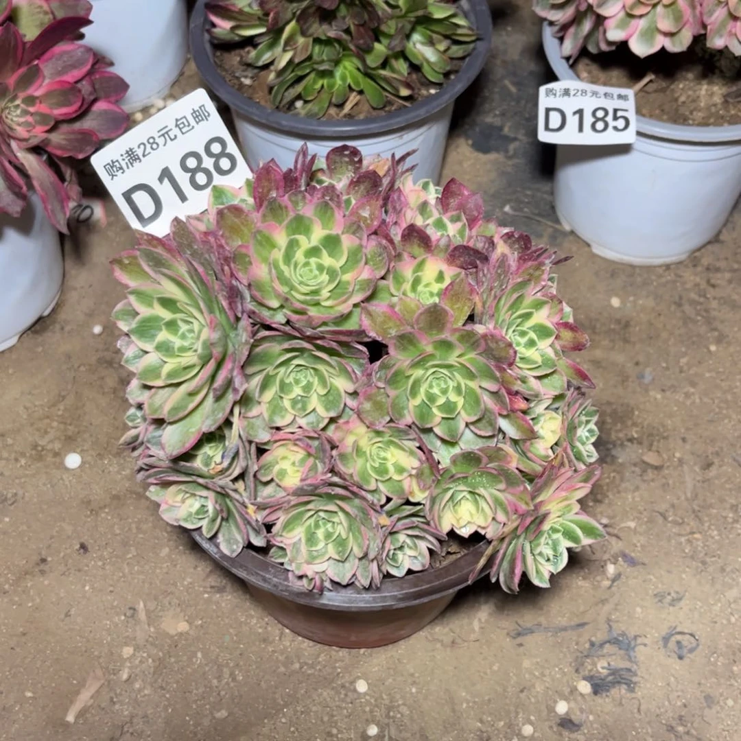 188多肉植物海王