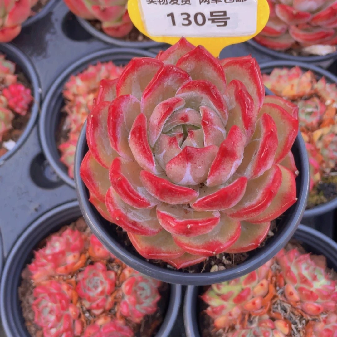 130号 宽叶全状态夜魔侠单头