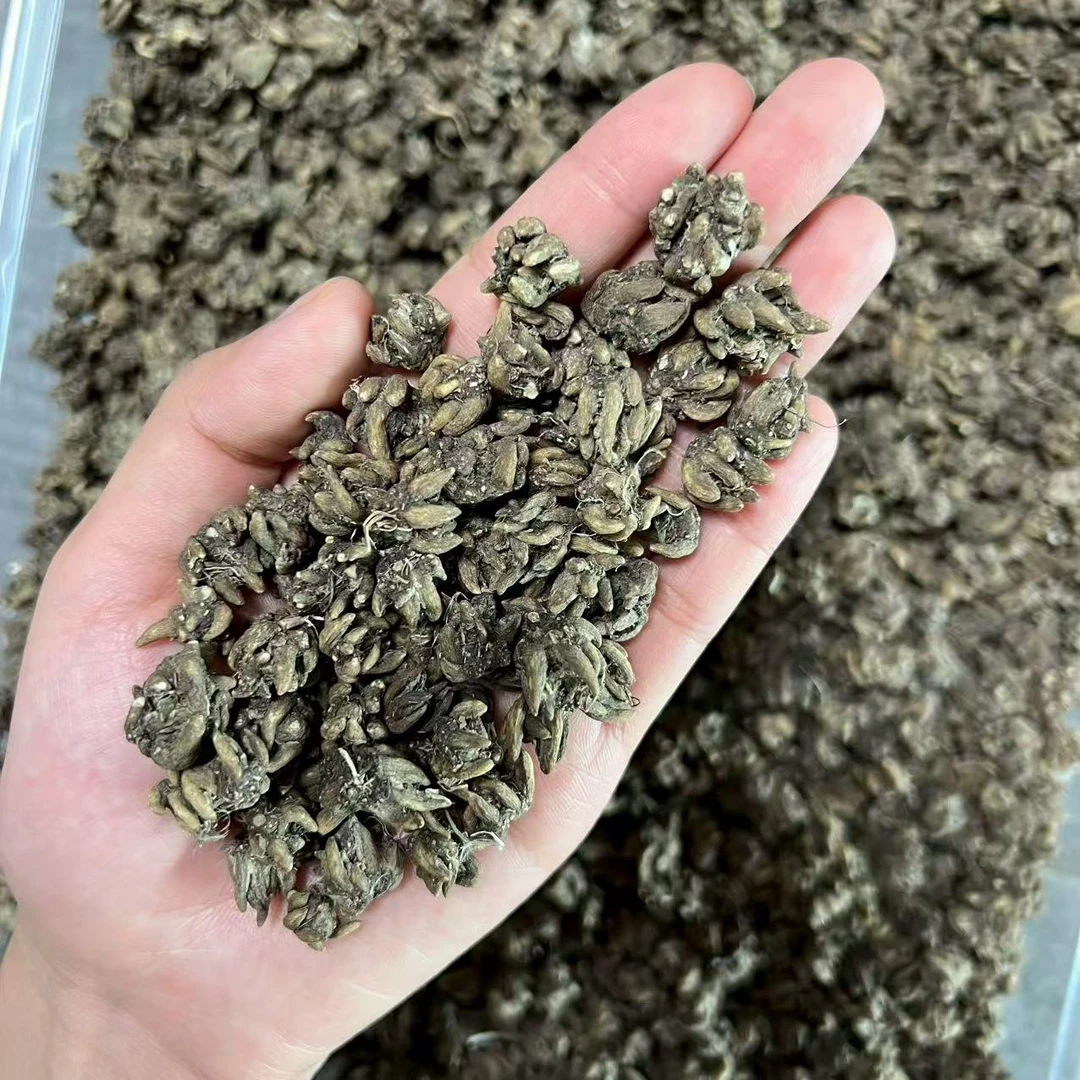 猫爪草正品野野货5号