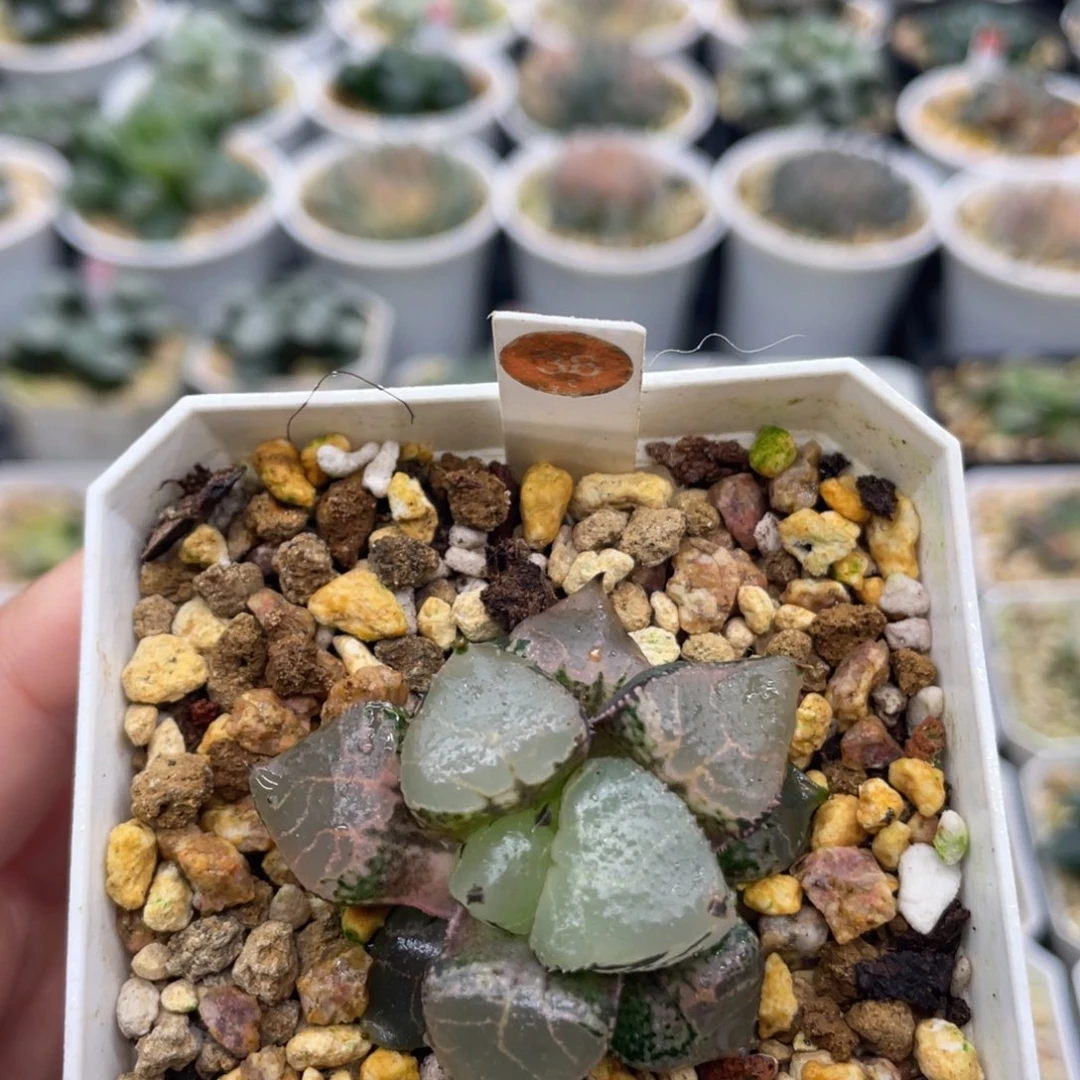 小蔡的菜园 38 冰皇