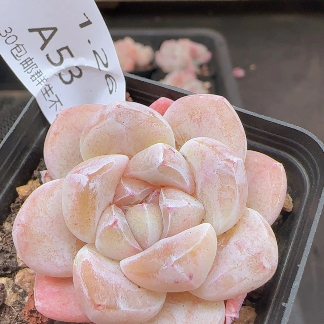 糖心冰玉一颗脱土发货