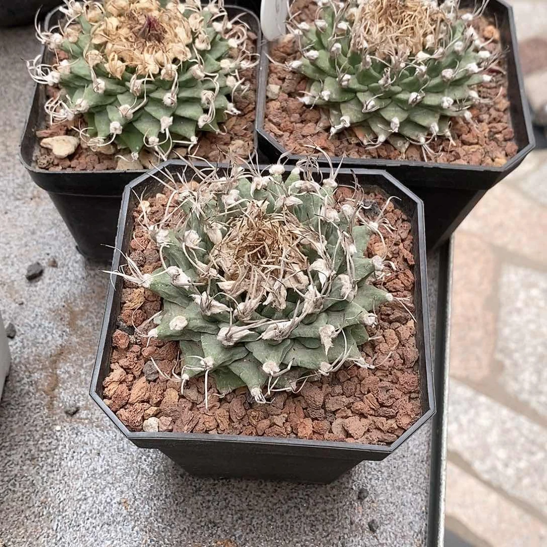 《****吼实生赤花娇丽3棵