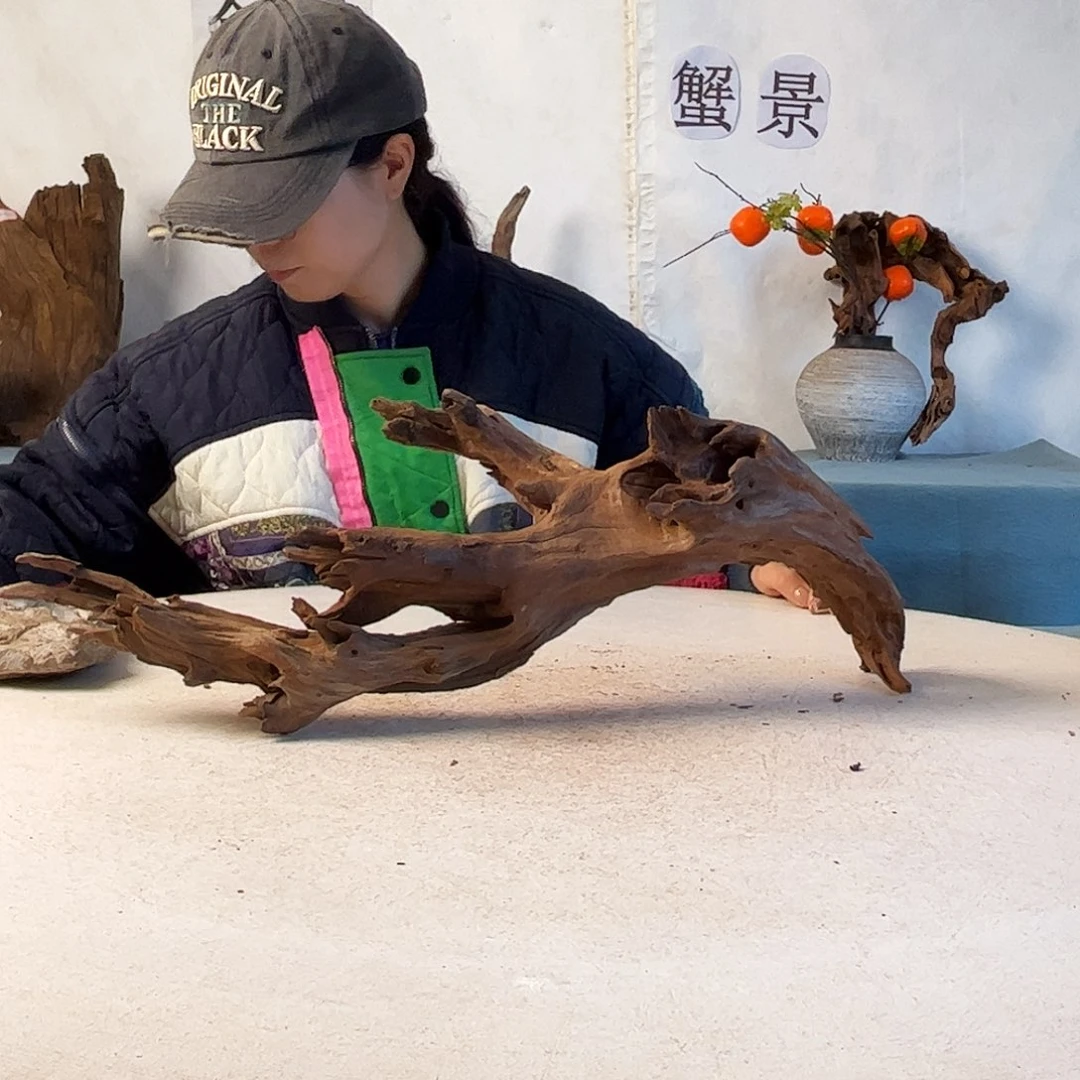 沉木造景寄居蟹造景