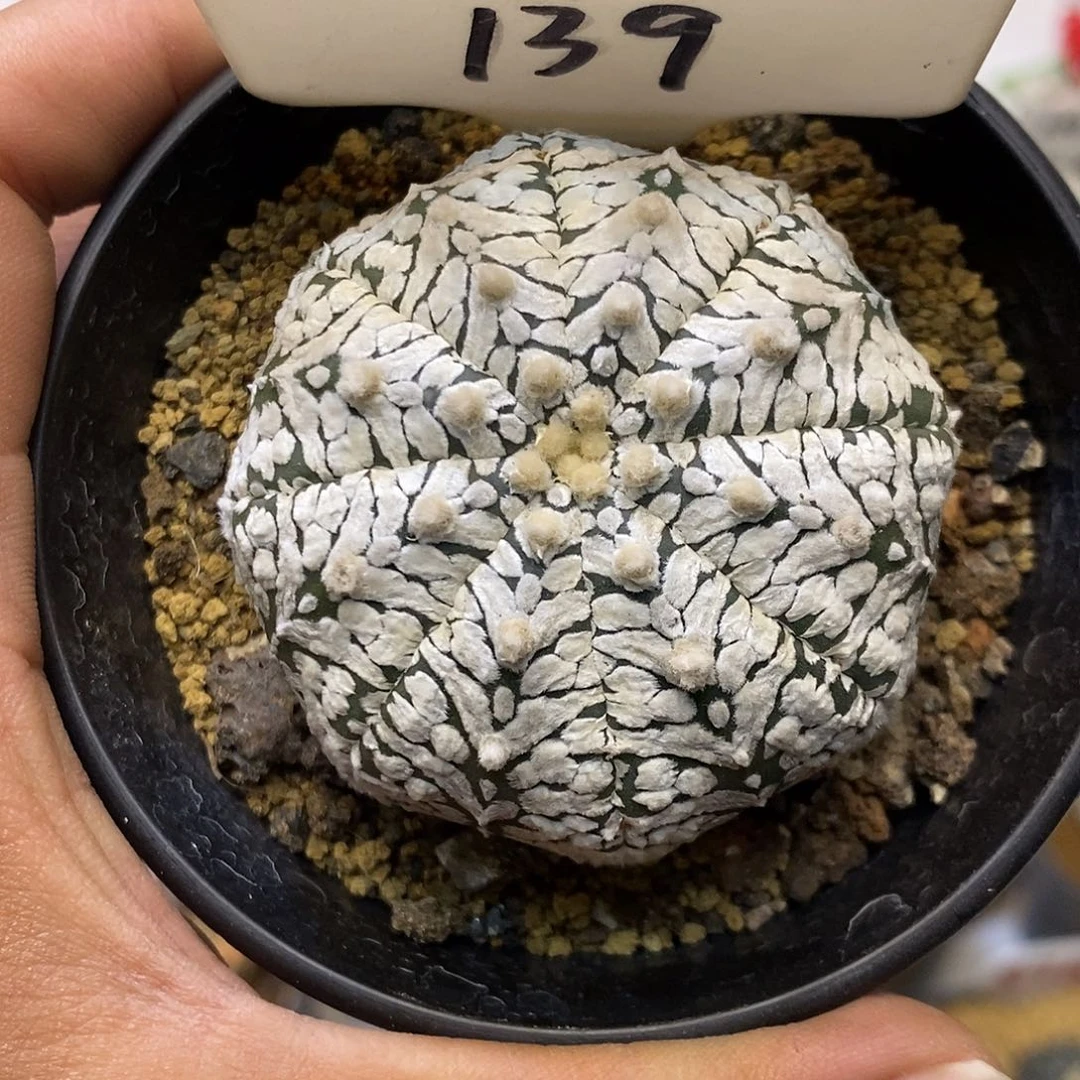 139福利特价来了打榜互