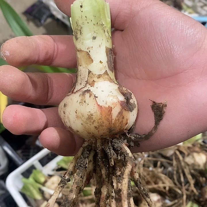 克劳士比朱顶红5以上