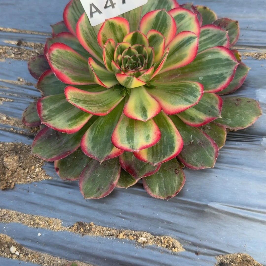 470月华。多肉植物