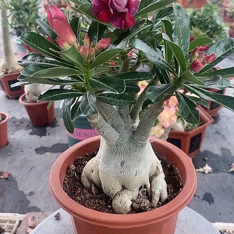 【闪购商品】无花朵用****4绿植