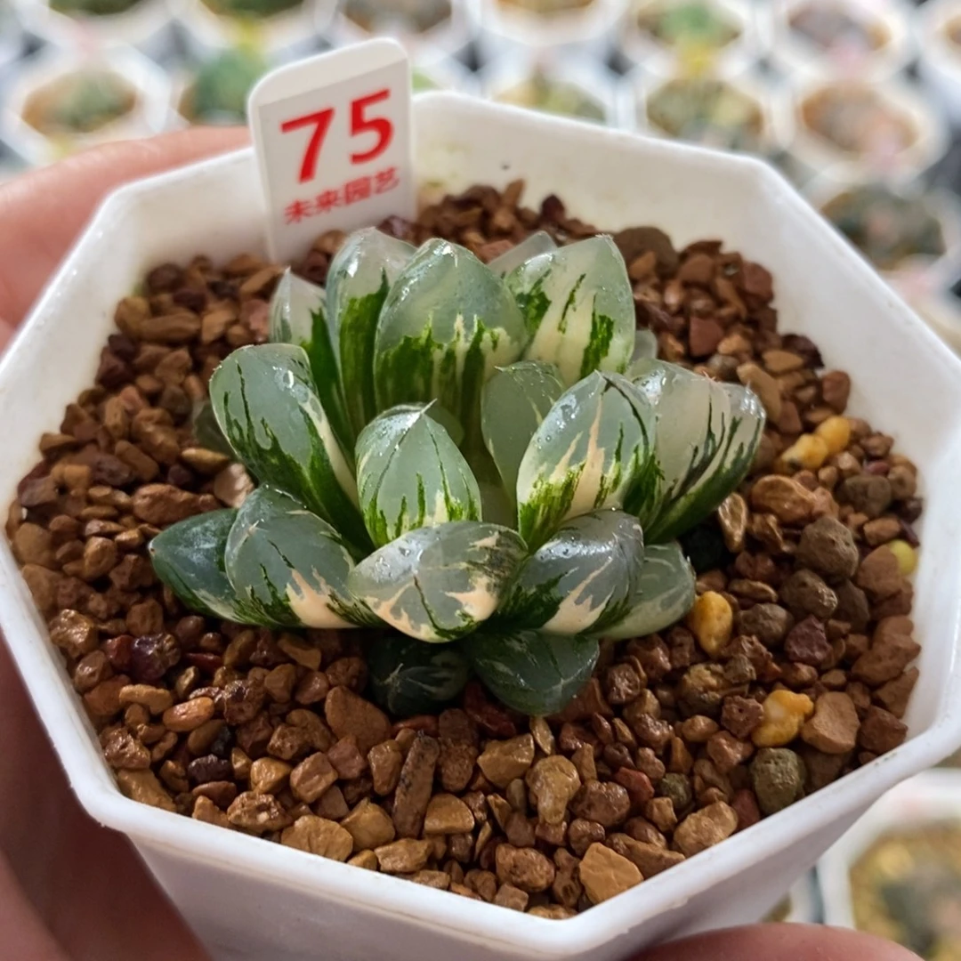 75北极之光玉露锦