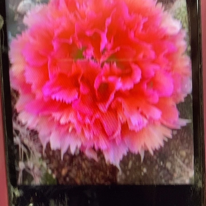 凤羽6号侧芽两公分嫁接用