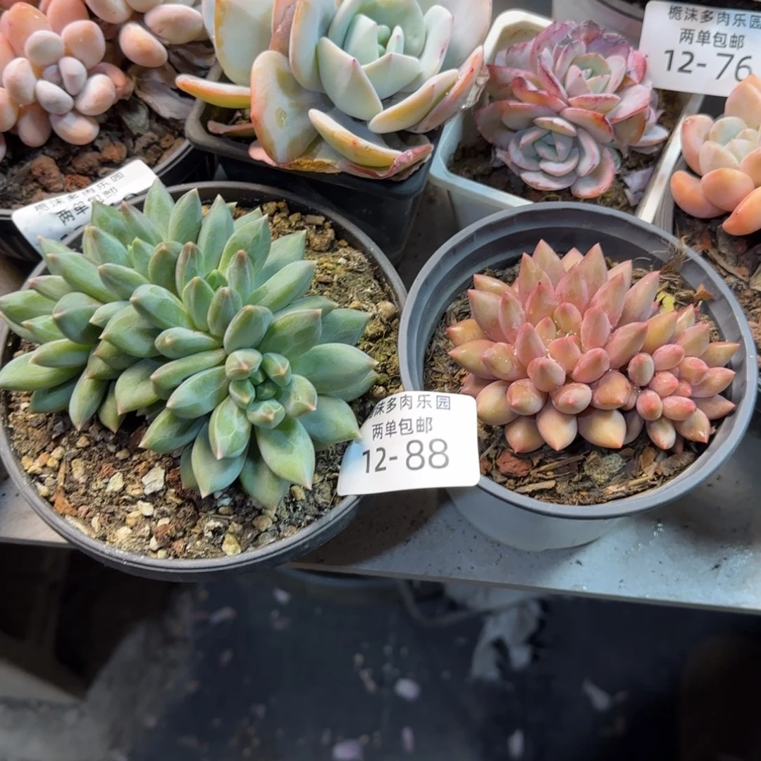 巴***房12-88重楼朵朵水晶球杂