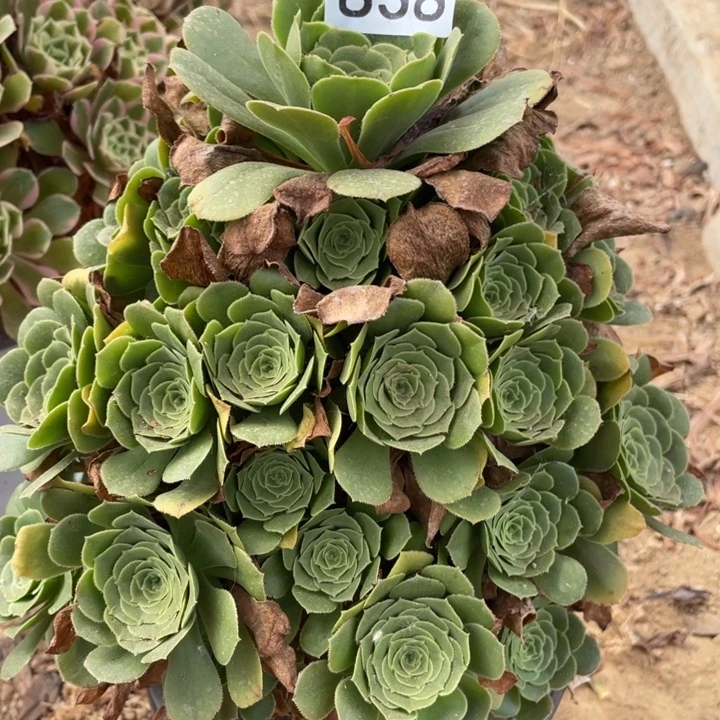 无花朵838多肉植物绿玫瑰