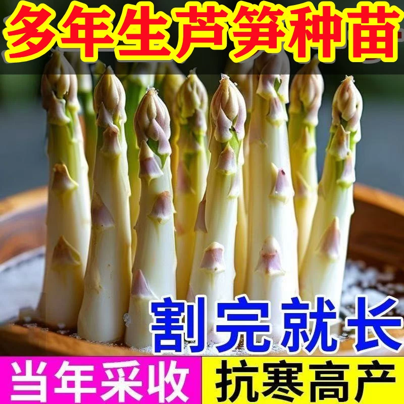 【多次采收】高产芦笋苗芦笋蔬菜苗四季种植种苗阳台盆栽家庭蔬菜苗