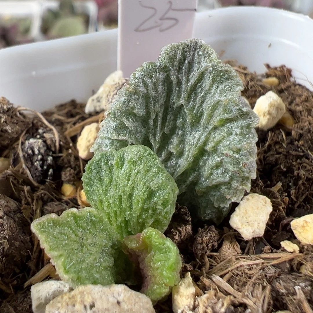 w大鱼海棠多肉植物水泡