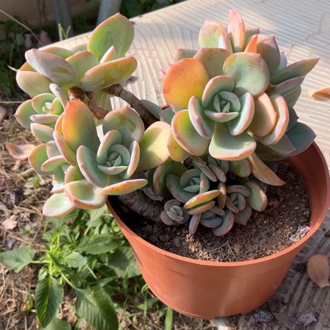 【闪购商品】无花朵