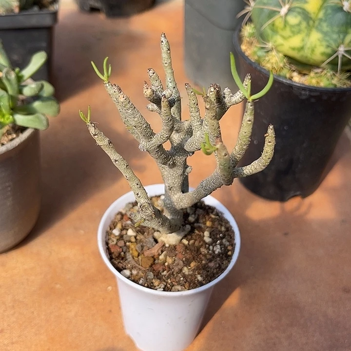 无花朵佛垢里奇峰锦一物一拍