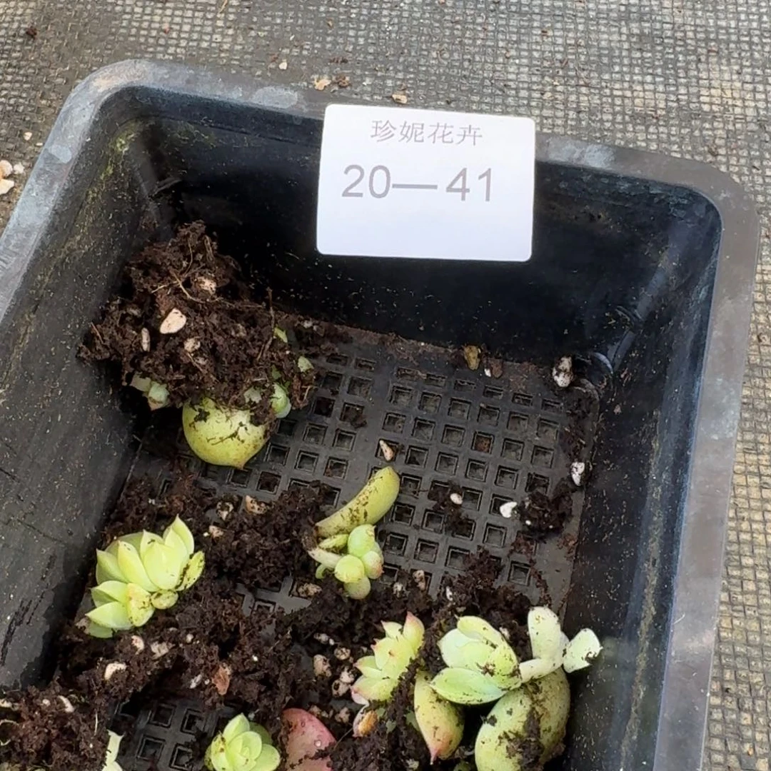 海王叶插苗十棵量拍20-41