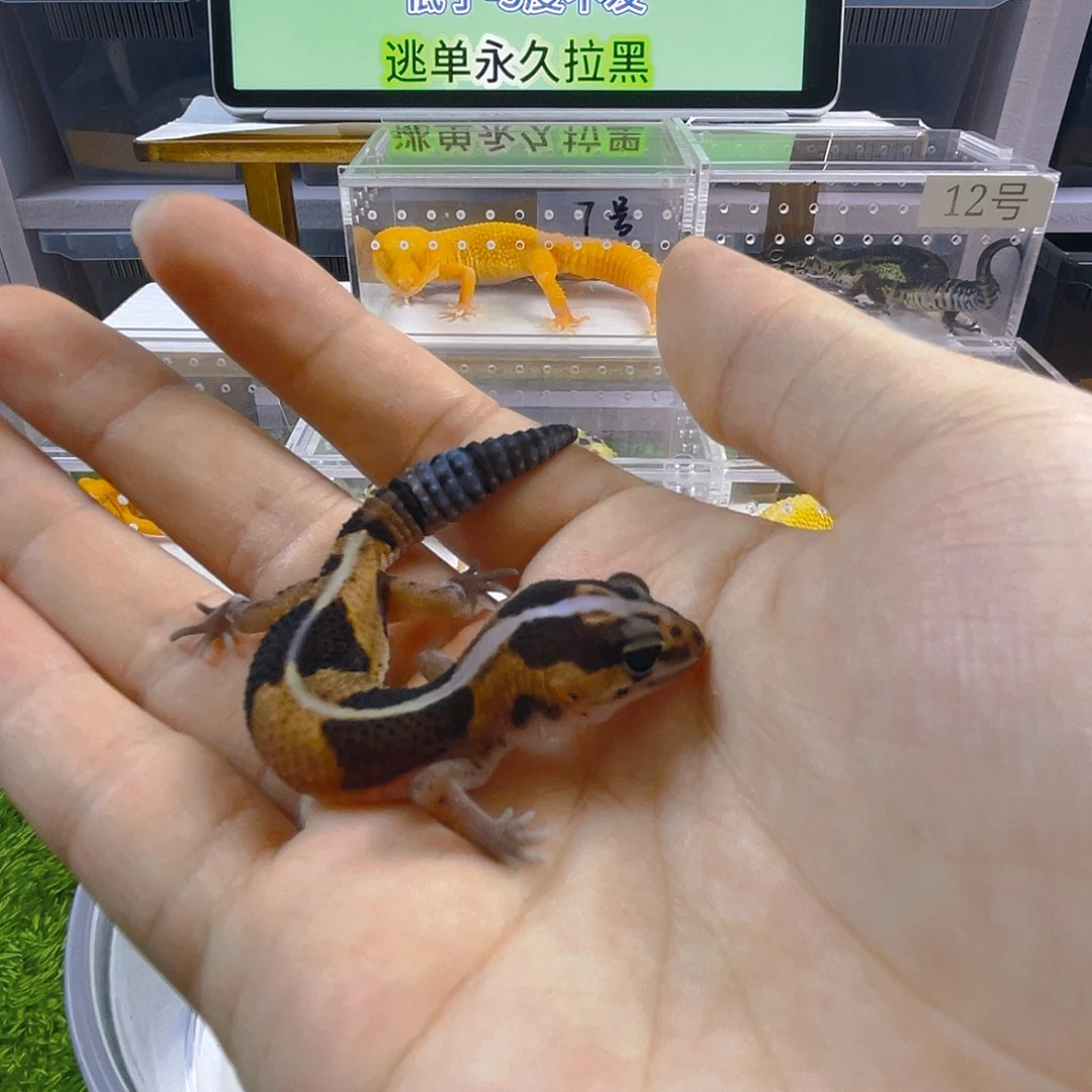 豹纹守宫守宫好看可爱迷人
