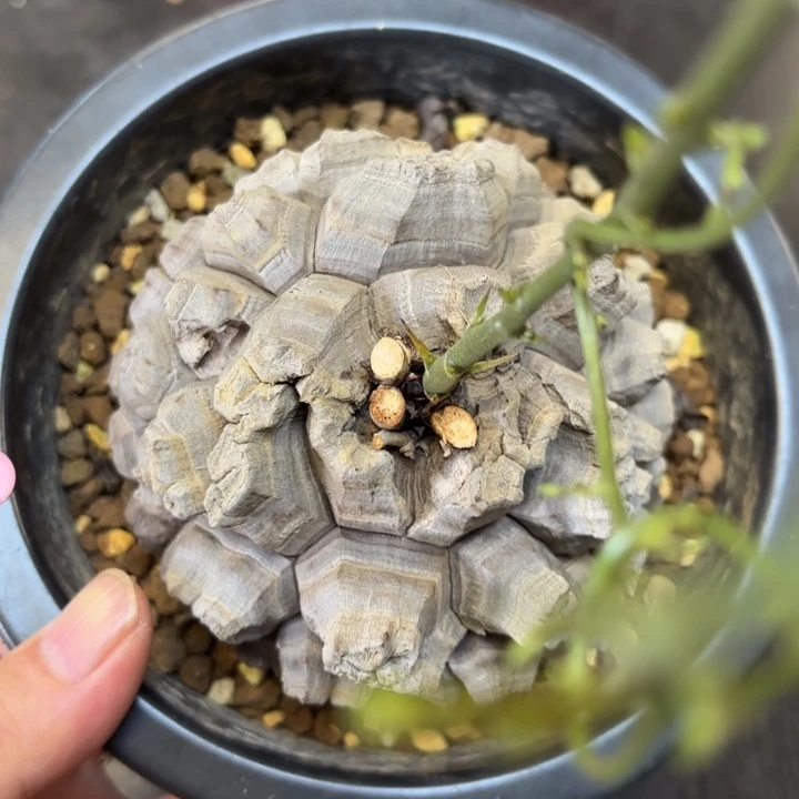 2号龟甲龙带盆包邮不退不换