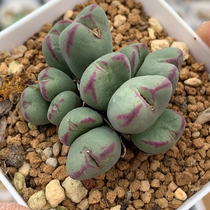 精品多肉植物小爱心杂交