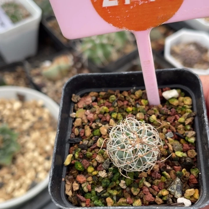 老***甄实生草刺娇丽27442744