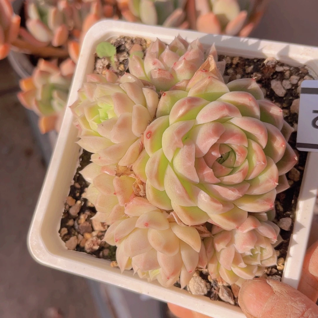 麦秆0132多肉植物