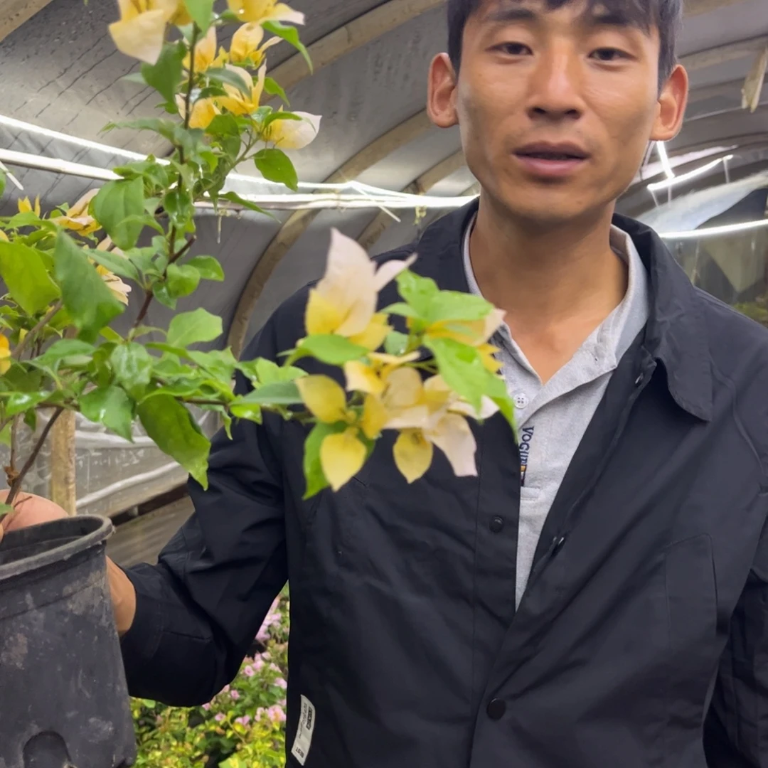 完全开放（月朦胧）三角梅会落花落叶会光杆苗有大有小