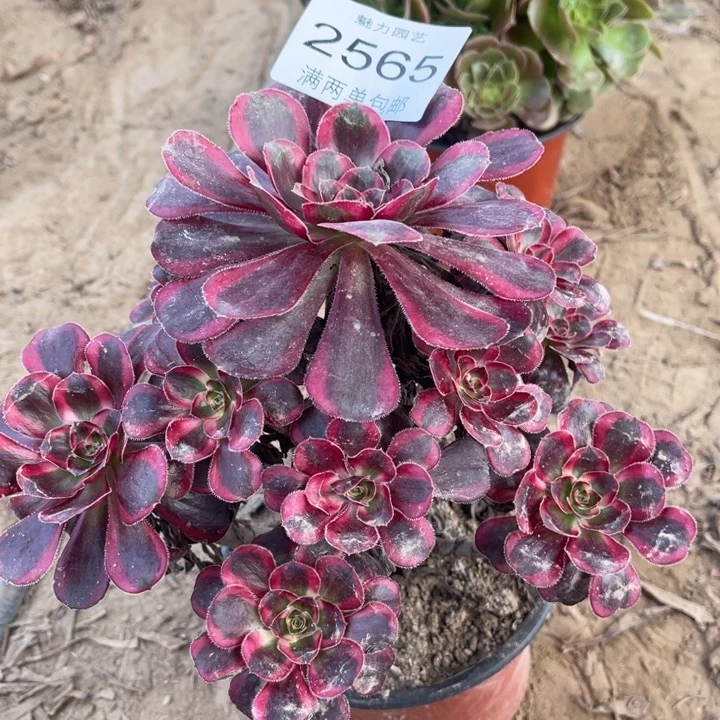 香奈的人多肉的人2565