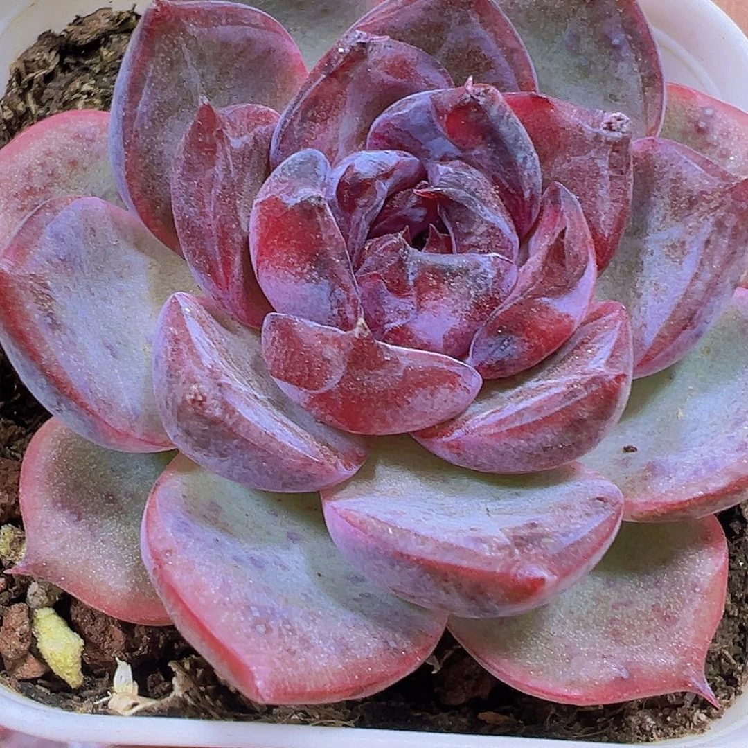 黑橙19包邮多肉植物植物