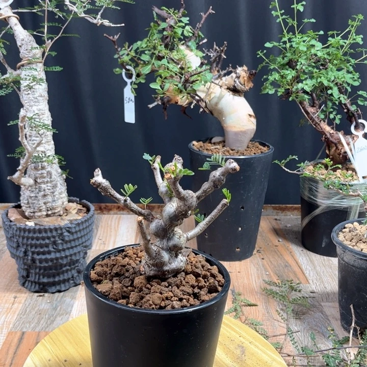 沙漠苏木11111111111