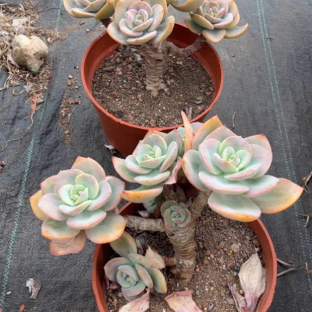 【闪购商品】烁*熙白凤