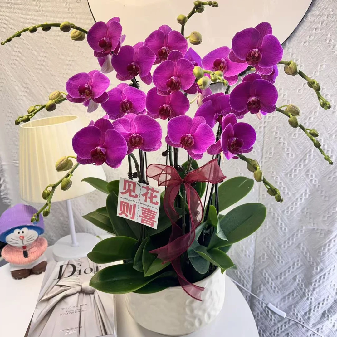 蝴蝶兰【恭喜发财】年宵紫红色系带花精致组盆鲜花绿植送礼带花花苞