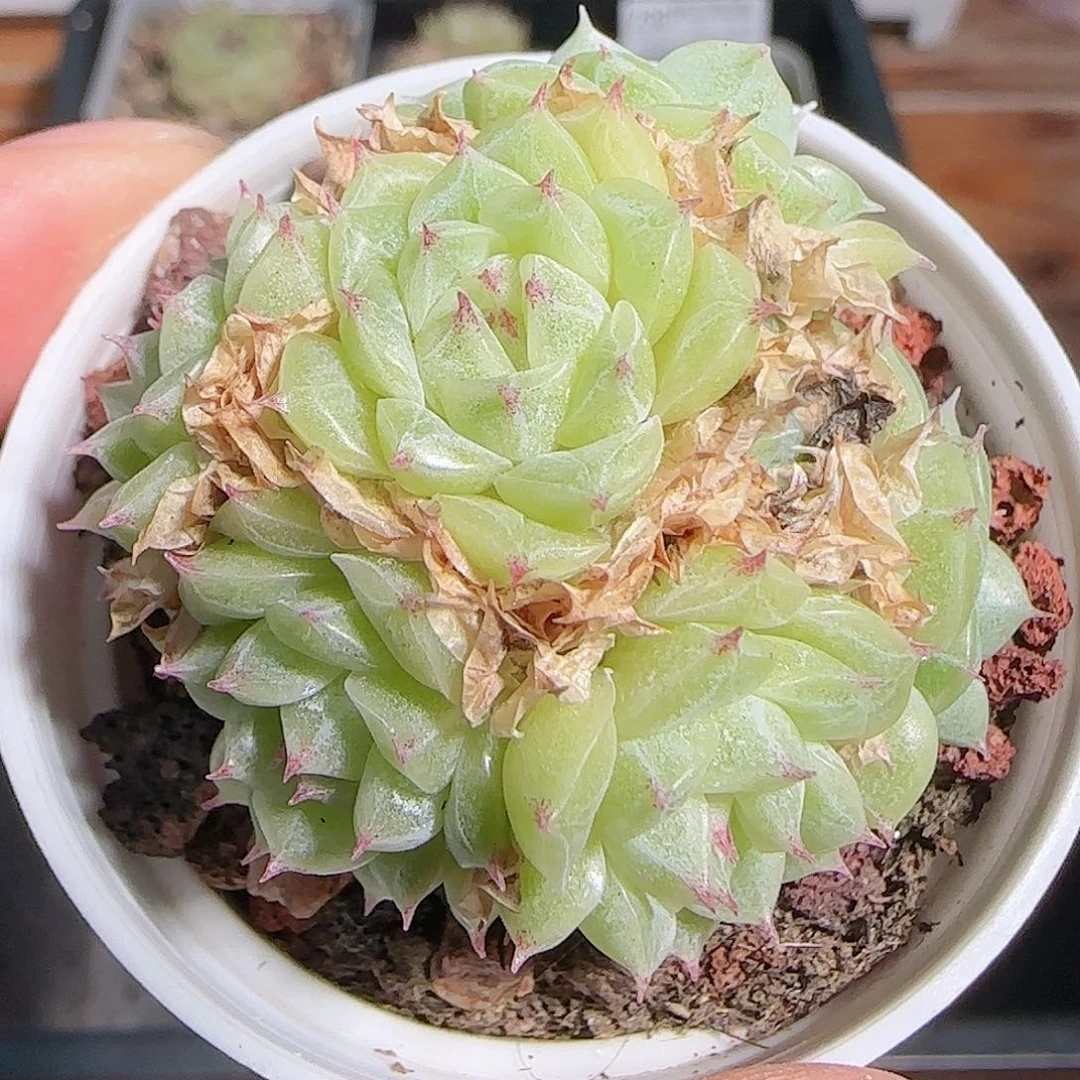 多肉1101--237麦秆