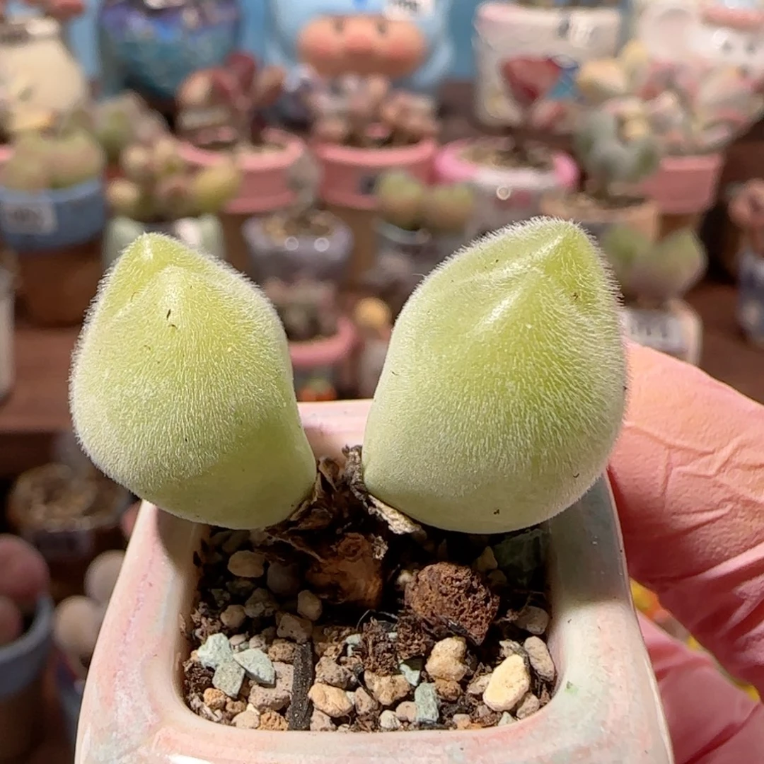 可爱造型毛翠 盆口2.5cm