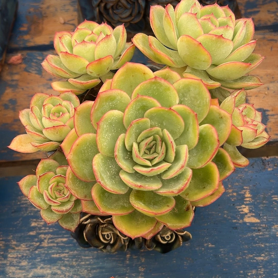 晨露老桩一物一拍