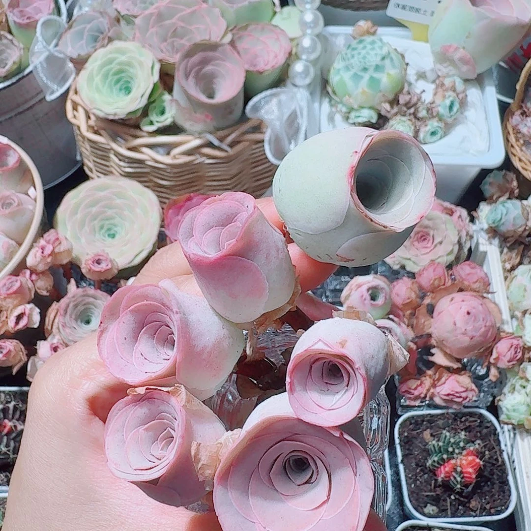 幻***影幻影粉色帕尔马裙一物一拍掉侧芽无售后