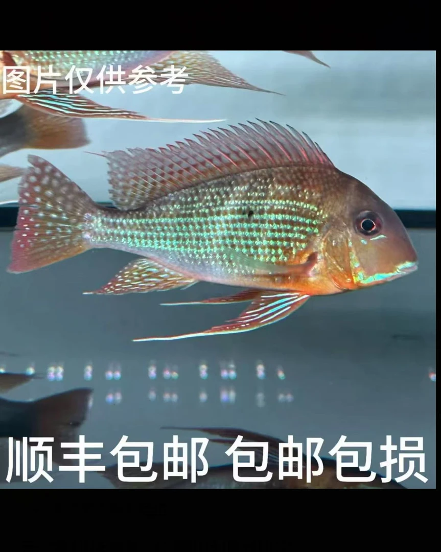 南美食土鲷阿莲卡高端关刀鱼热带淡水观赏鱼