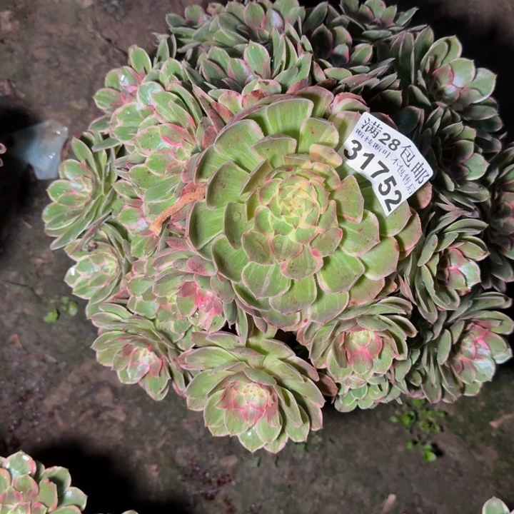 31752莲花座多肉植物