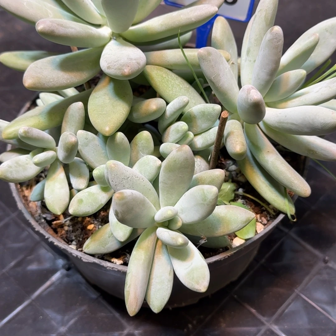 多肉植物白兰地158