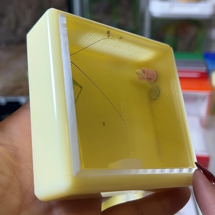 蟋蟀无虫竹蛉盒哈哈哈哈哈哈哈哈哈