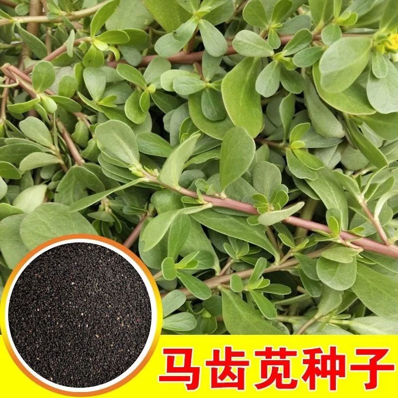 .新品野生红根马齿苋种子长寿菜籽四季可种野菜盆栽盆栽户外种植