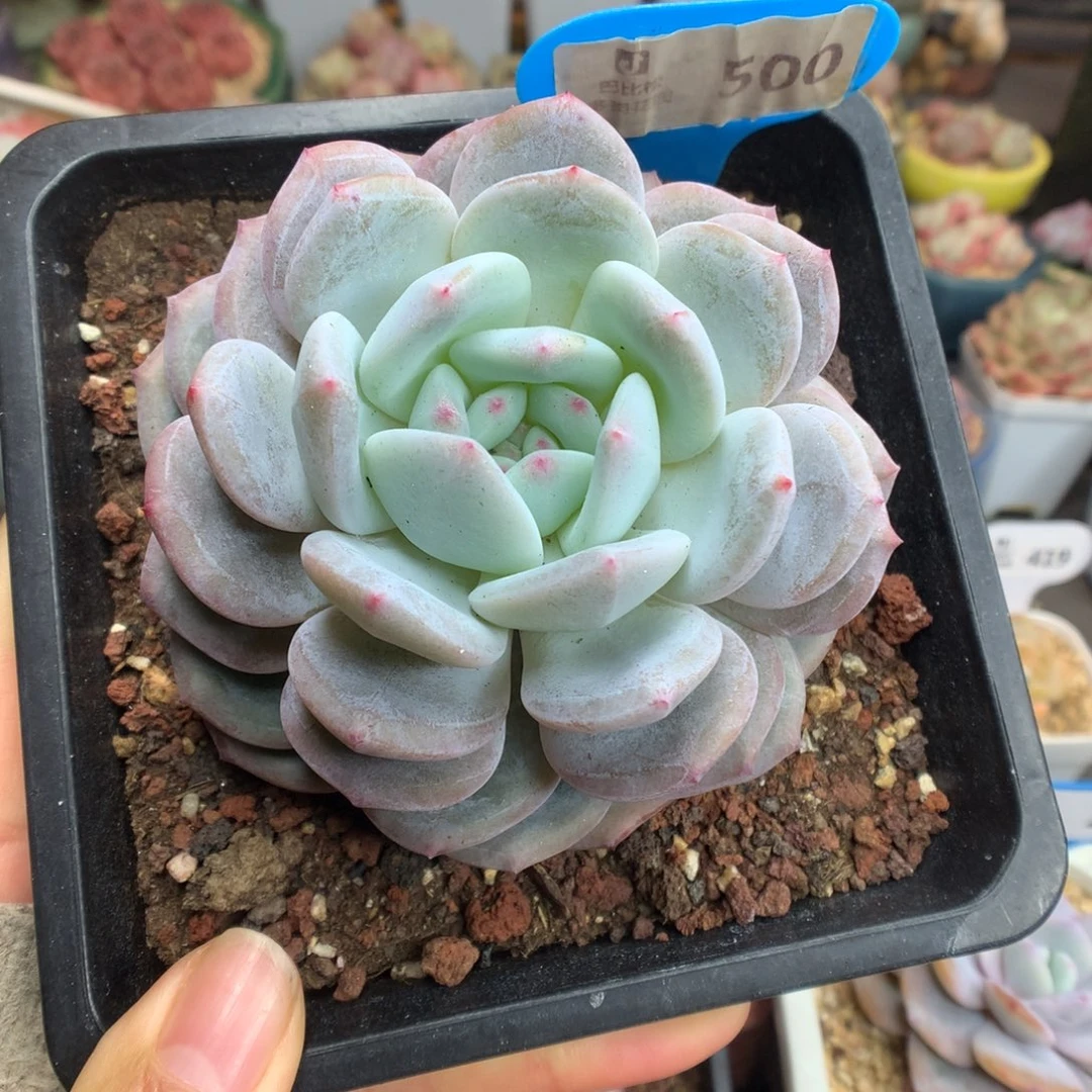 500叠叶梦露多肉植物