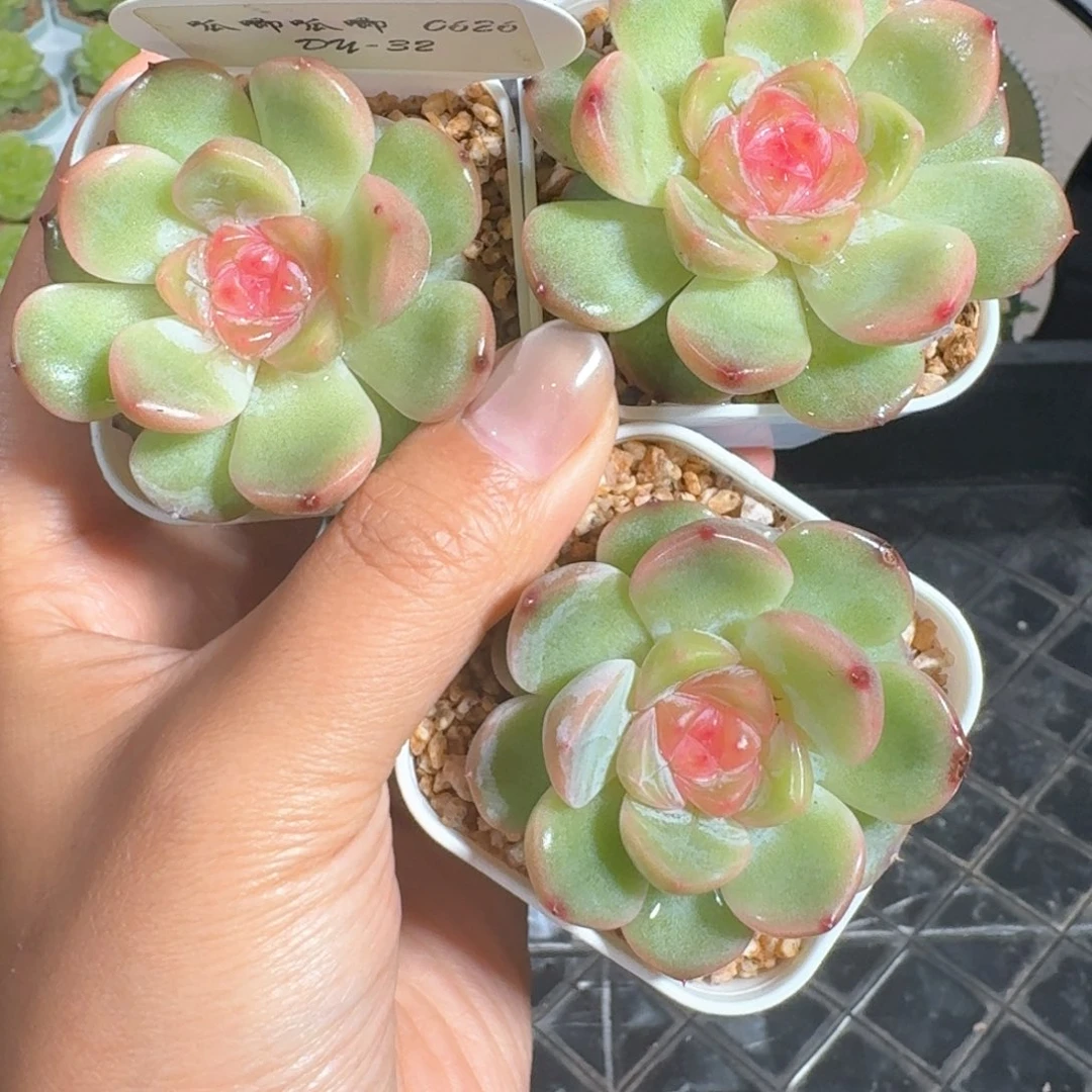 0626-032-小粉单头一颗量拍