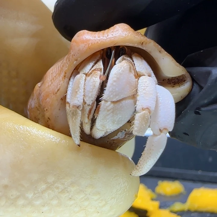 A36胖 灰白1.2cm口径