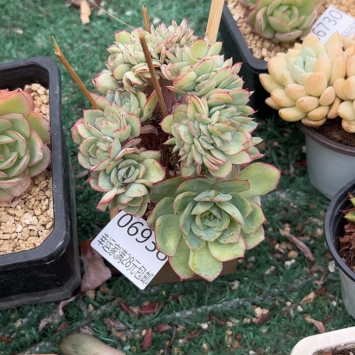 幸运儿的一句台词幸运
